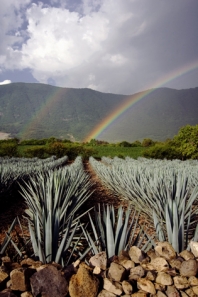 Agaves II