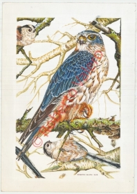 (Falco columbarius-Male and Aegithalos caudatus)