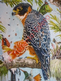 falco deiroleucus (female)