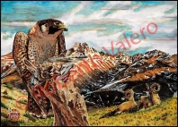 (Falco Peregrinus anatum)