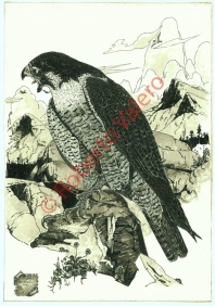 falco peregrinus