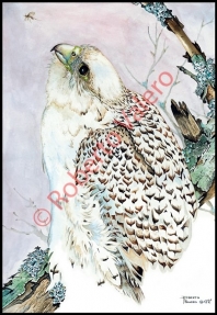 (Falco rusticolus)