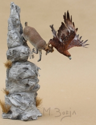GOLDEN EAGLE vs MOUNTAIN GOAT  Aquila chrysaetos