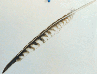 Gyrfalcon feather